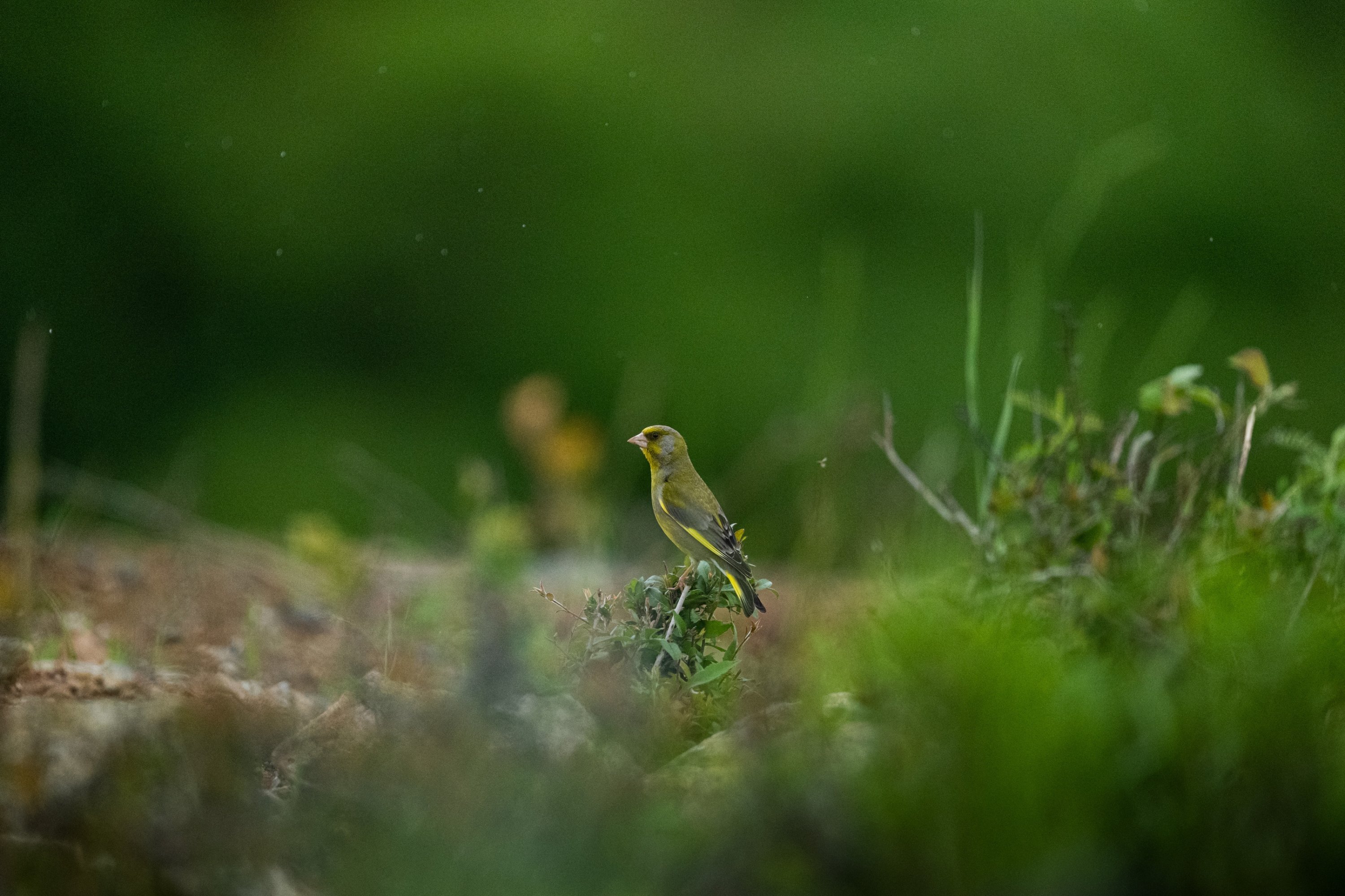 Türkiye releases 51,000 birds to
boost wildlife populations