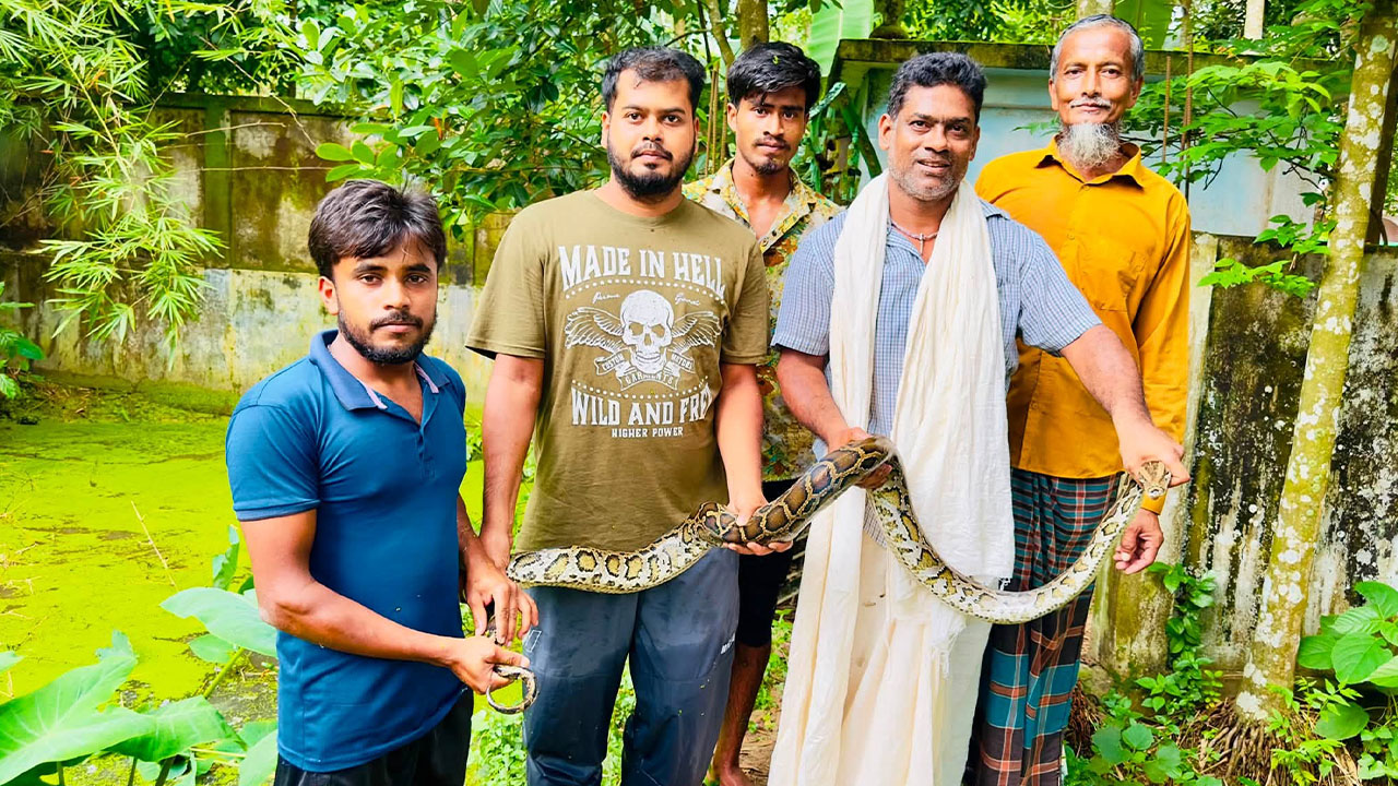 সাপ দিবসে শ্রীমঙ্গলে অজগর উদ্ধার