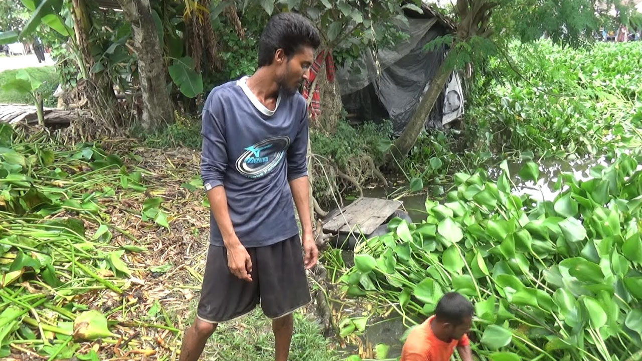 অযত্নের কচুরিপানায় ভাগ্যবদল