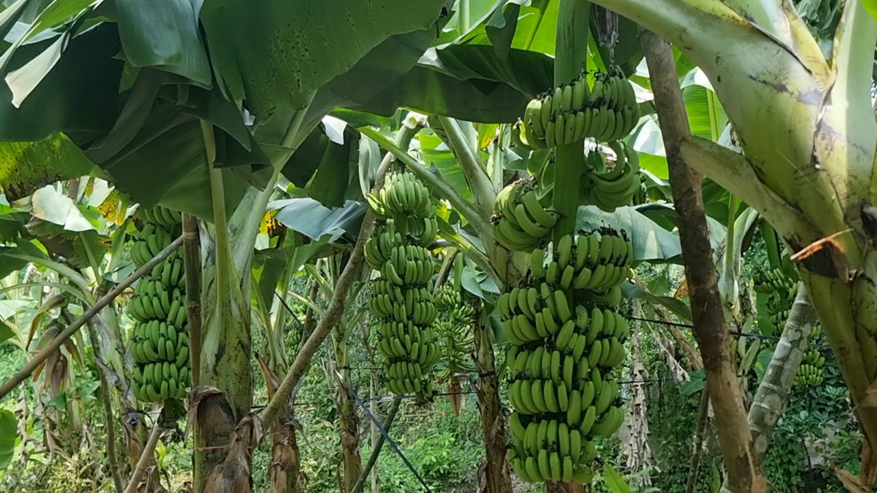 ইউটিউব দেখে শুরু, ৮০ হাজার টাকা খাটিয়ে লাখপতি সোহেল