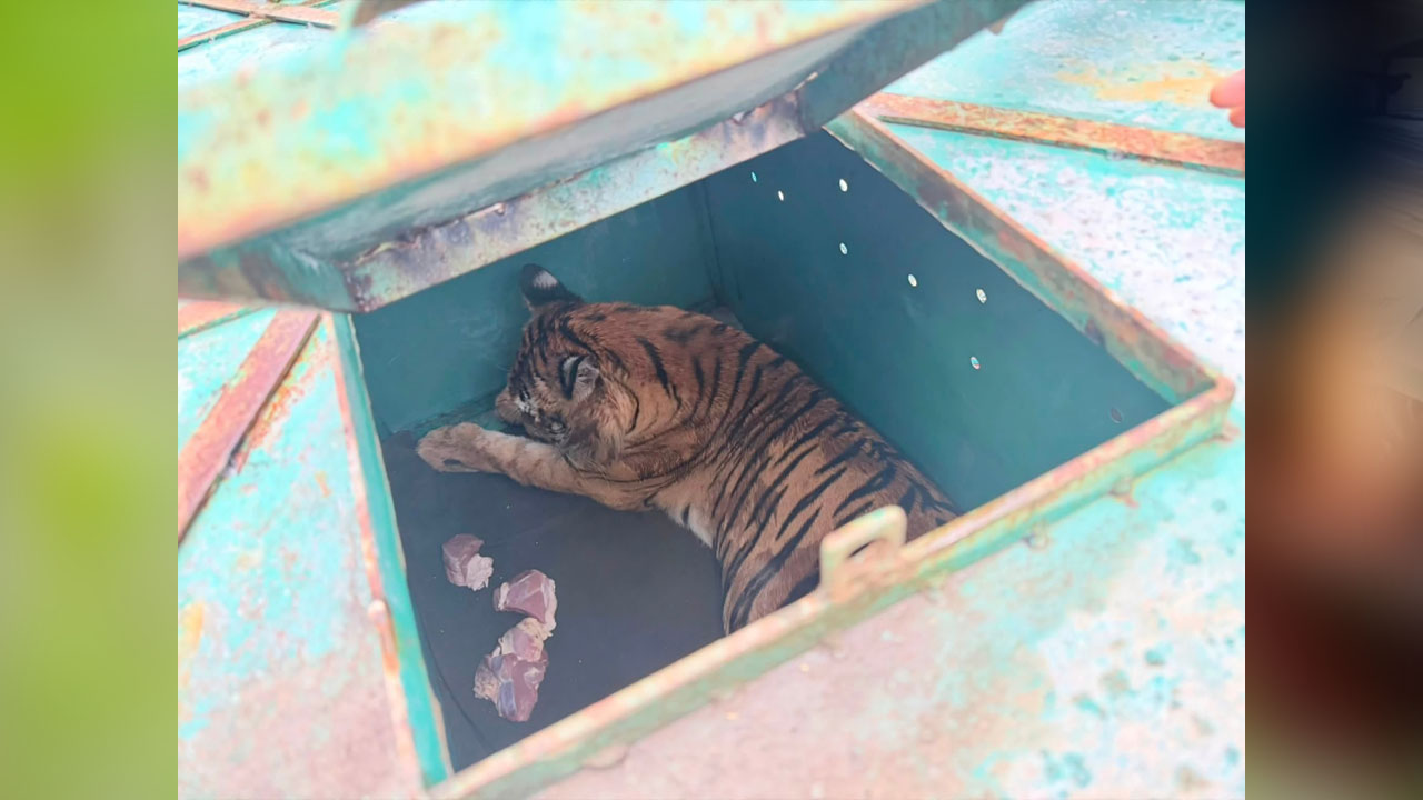 বিশেষ খাচায় বাঘিনীকে নেওয়া হয় সুন্দরবনে। ছবি: এশিয়া পোস্ট