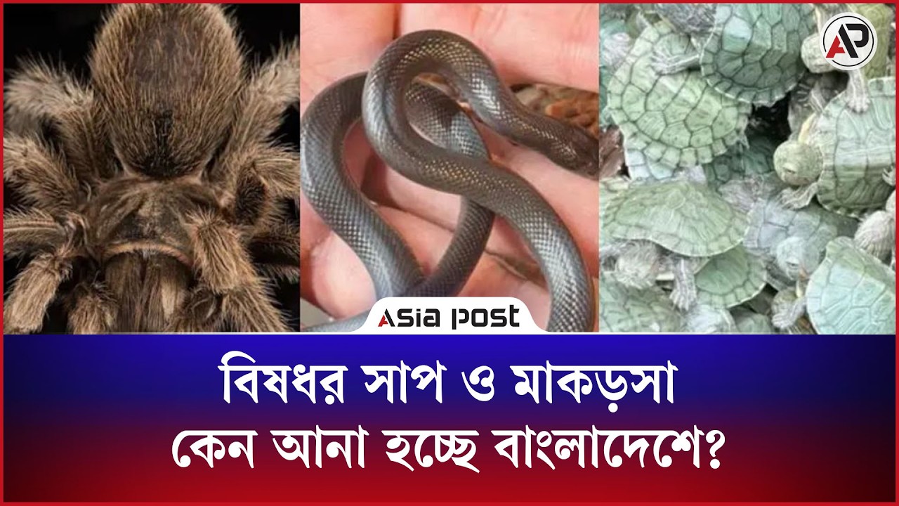 বিষধর সাপ ও মাকড়সা কেন আনা হচ্ছে বাংলাদেশে?