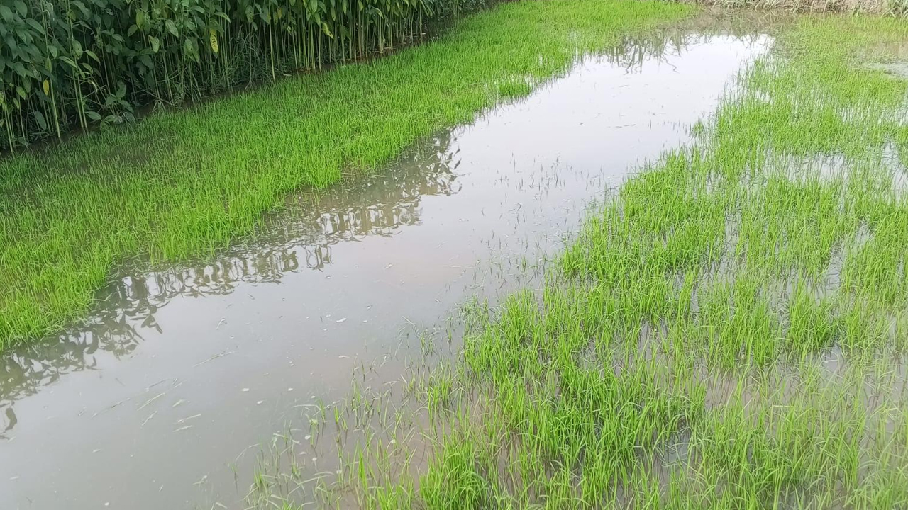 পানির নিচে বগুড়ায় ৪০০ হেক্টর ফসলি জমি