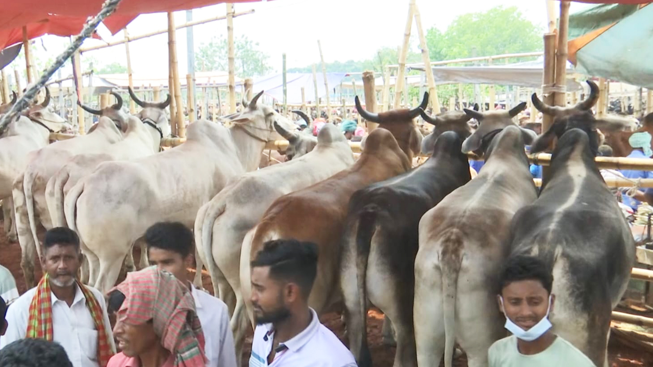 রাজশাহীর সিটি হাটে ভারতীয় গরু। ছবি: এশিয়া পোস্ট