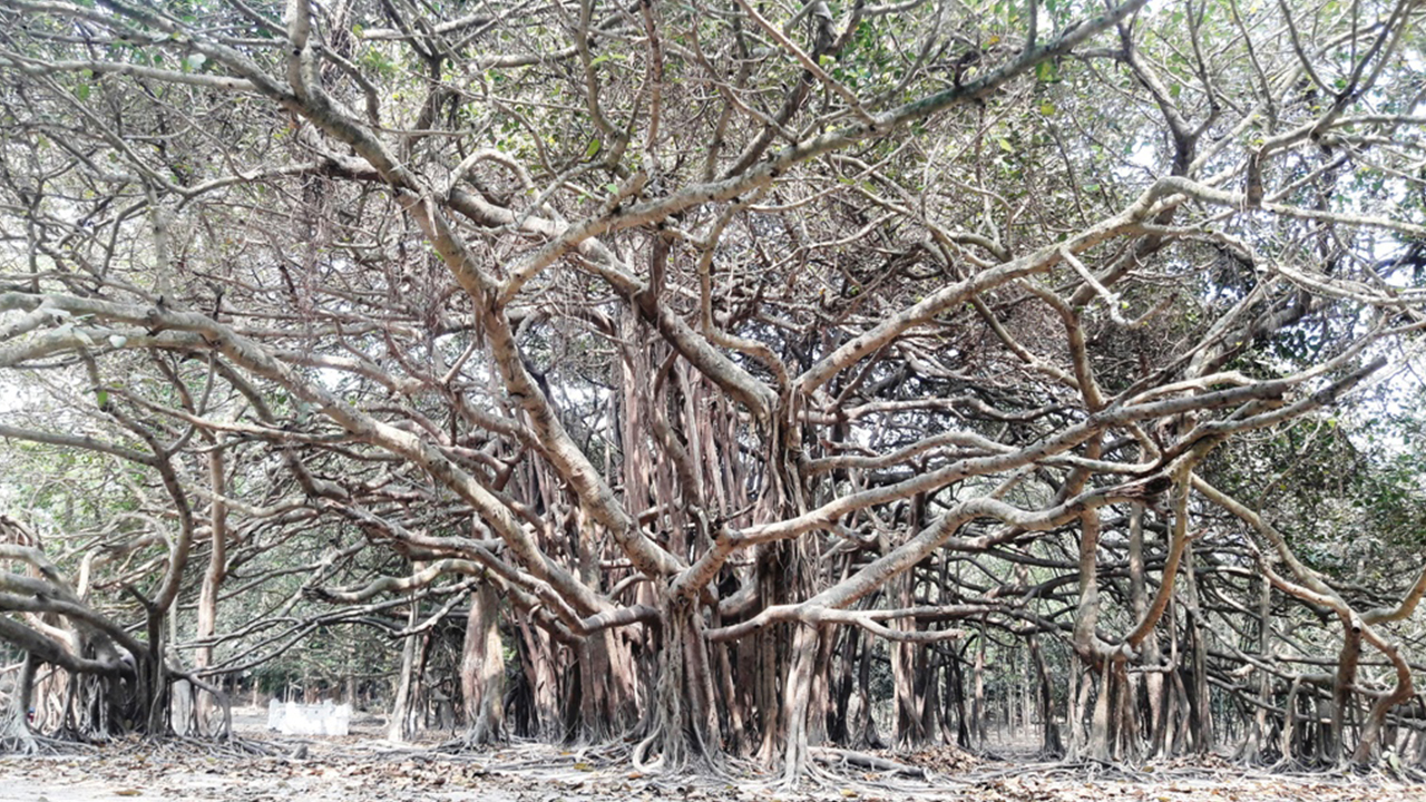 স্থানীয়দের কাছে ‘বনবিবি বটতলা’ নামে পরিচিত এই জায়গা। ছবি : এশিয়া পোস্ট