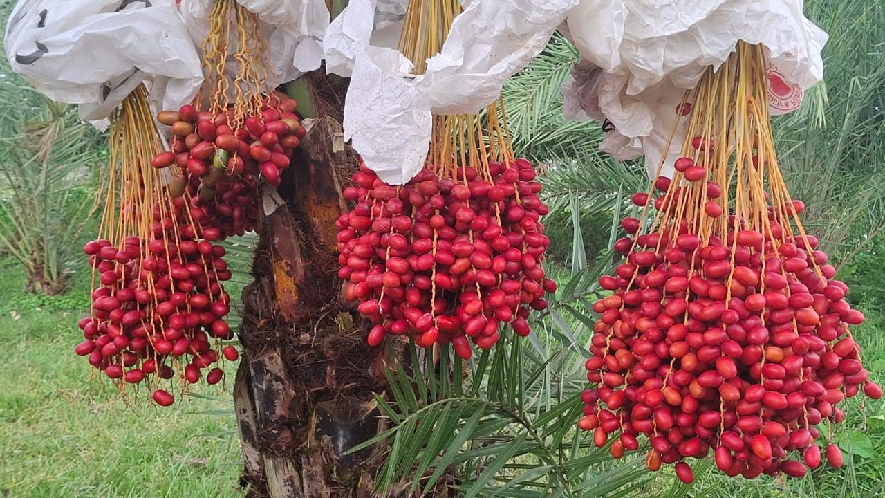 চিংড়িতে লোকসান, সৌদি খেজুরে মিলল সাফল্য