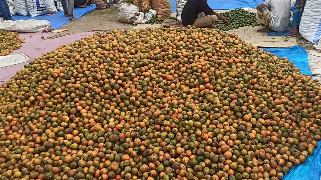 জমজমাট টুনিরহাট, সপ্তাহে কোটি টাকার সুপারি বিক্রি