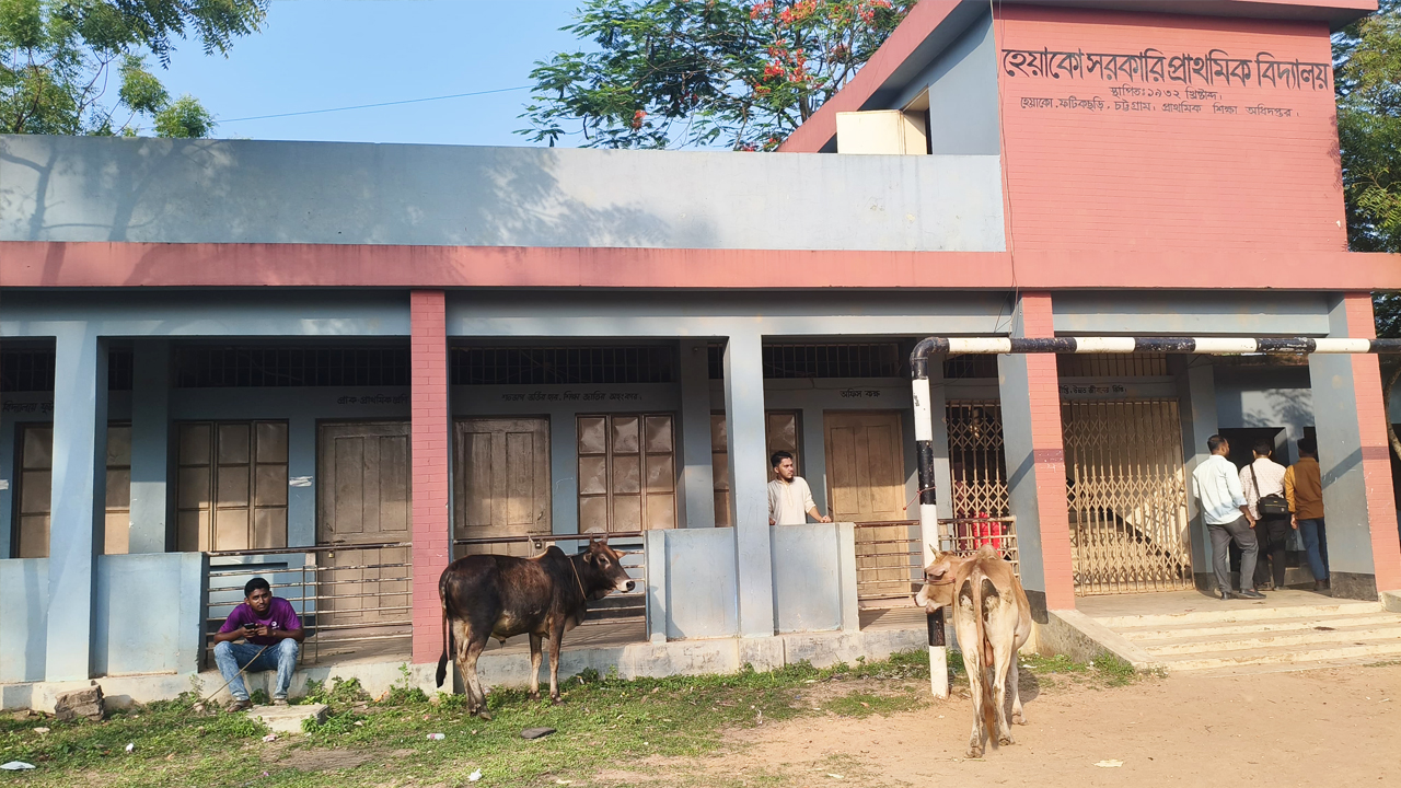 বিদ্যালয়ের পিলারের সঙ্গে বাঁধা হয়েছে গরু। ছবি: এশিয়া পোস্ট