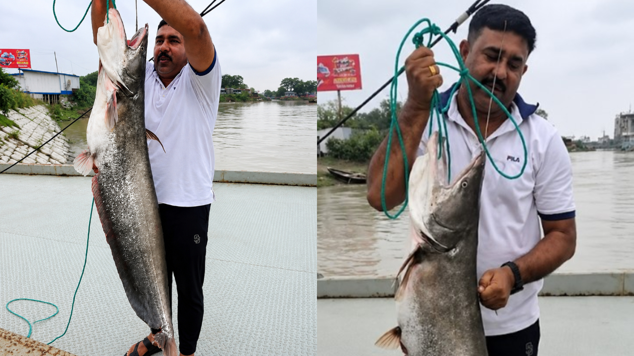 পদ্মার দুই বোয়াল ৯৫ হাজার টাকায় বিক্রি