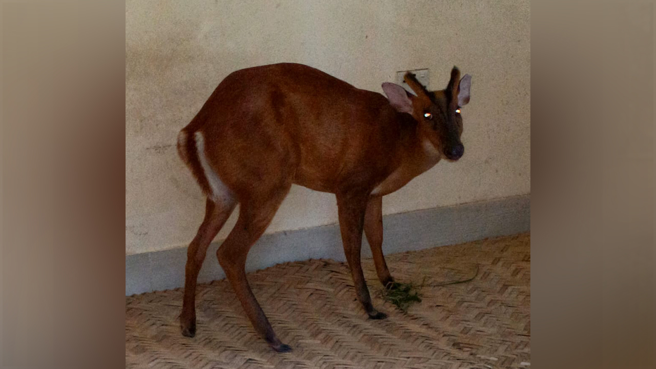 হবিগঞ্জে তালাবদ্ধ ঘর থেকে মায়া হরিণ উদ্ধার