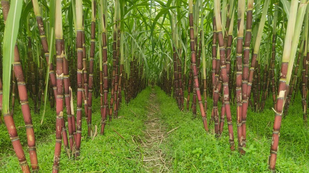 ছবি: এশিয়া পোস্ট