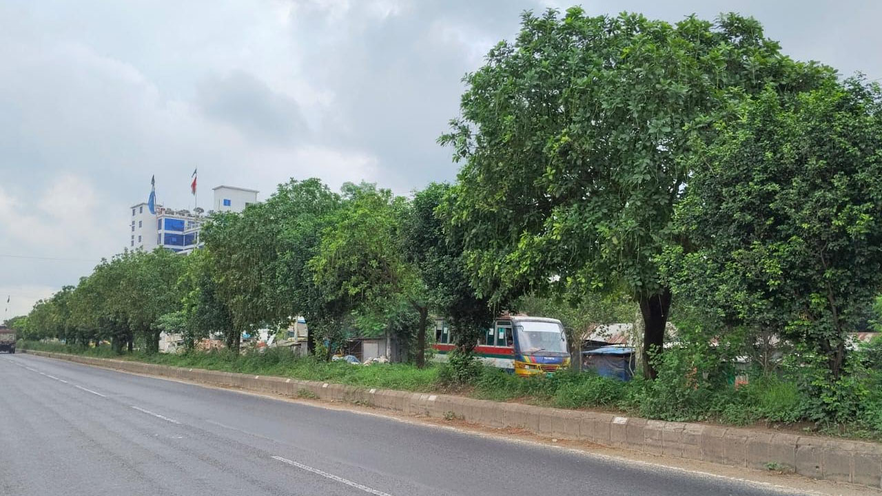 ঢাকা-ময়মনসিংহ মহাসড়কে মুগ্ধতা ছড়াচ্ছে হিজল গাছ