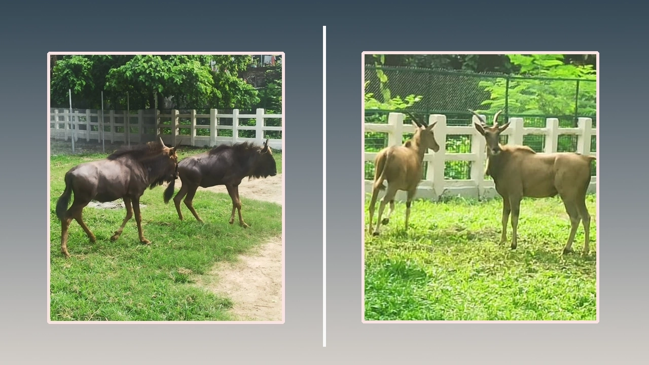 জাতীয় চিড়িয়াখানায় আফ্রিকা থেকে এলো ৪ অতিথি