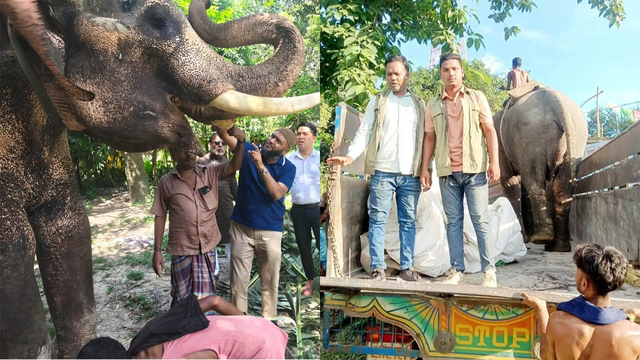 প্রধানমন্ত্রীর নির্দেশে জাতীয় চিড়িয়াখানায় স্থান পেল ‘বাদশা বাহাদুর’