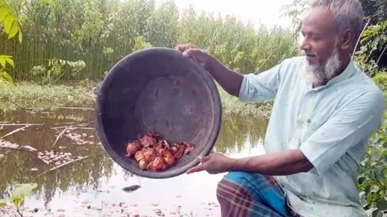 ন্যায্যমূল্য না পেয়ে পানিতে পেঁয়াজ ফেলে দিচ্ছেন কৃষকরা