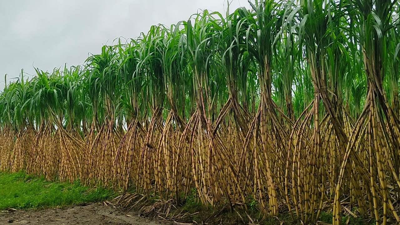 বাম্পার ফলনেও হাসি নেই আখ চাষিদের