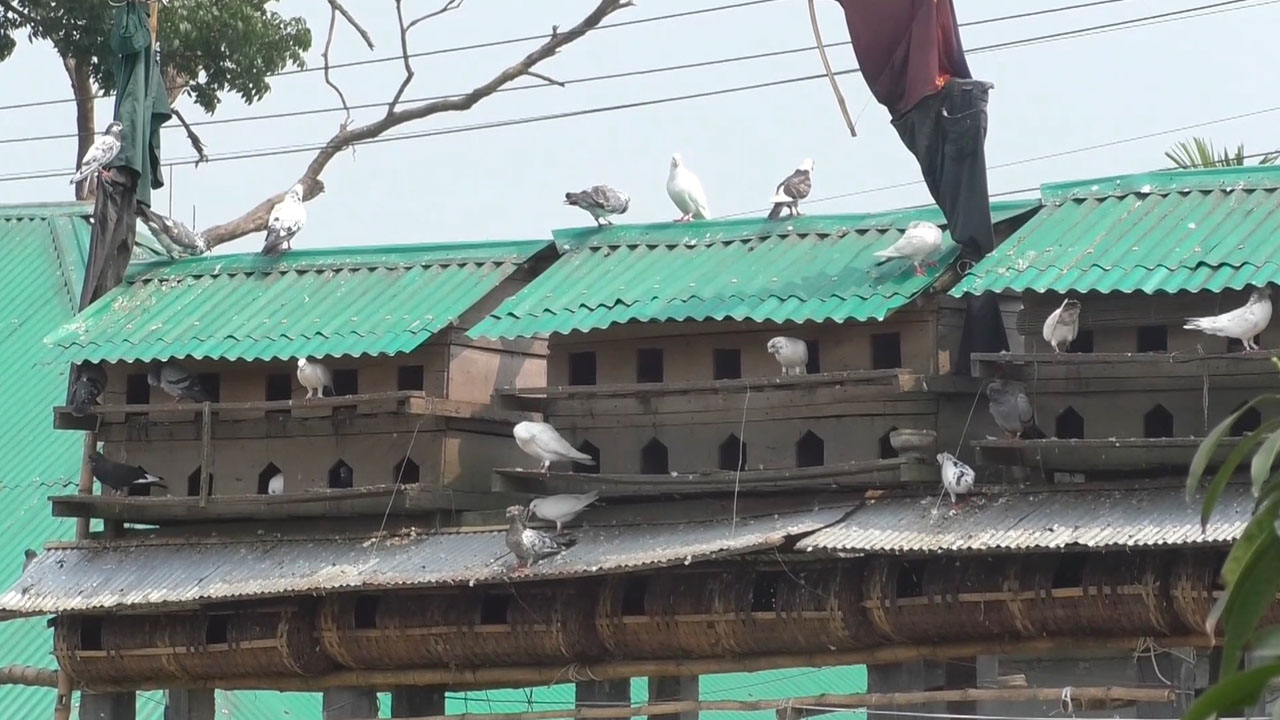 কবুতরের খামার। ছবি : এশিয়া পোস্ট