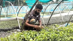 মাটিবিহীন কোকোপিট ও প্লাস্টিক ট্রেতে সবজি চাষ করে তাক লাগিয়েছেন ফরিদ