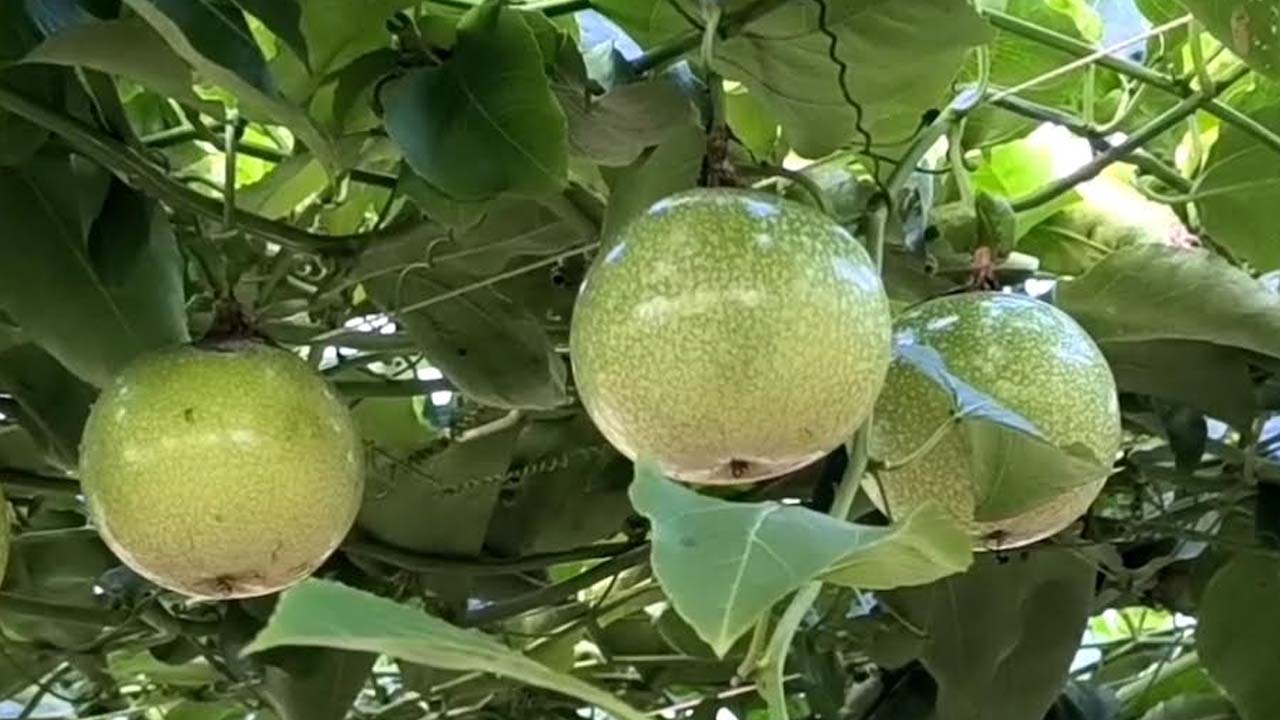 বাগানে ডালে ডালে ঝুলছে কাঁচা আনারকলি। ছবি: এশিয়া পোস্ট