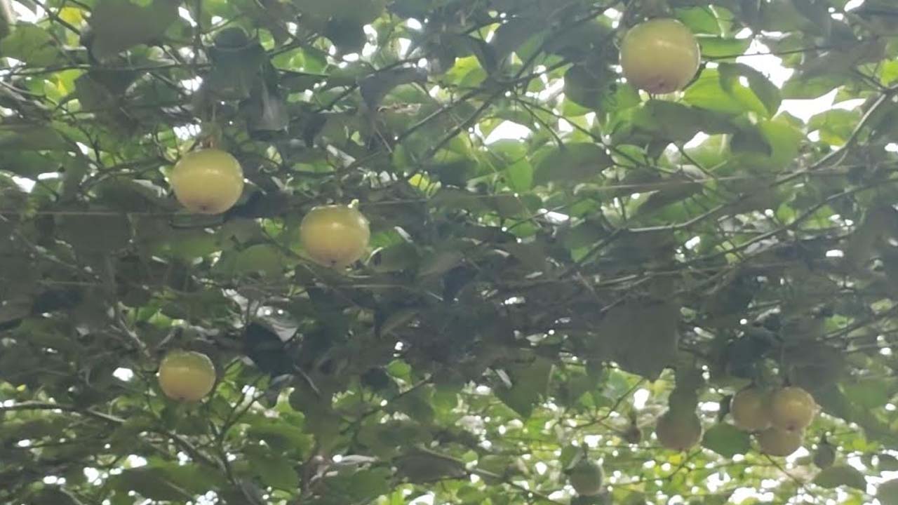 বাগানে ডালে ডালে ঝুলছে পাকা আনারকলি। ছবি: এশিয়া পোস্ট