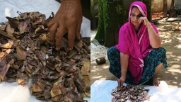 কৌটায় ১০ বছরের সঞ্চয়, খুলে দেখলেন দুই লাখ টাকাই নষ্ট