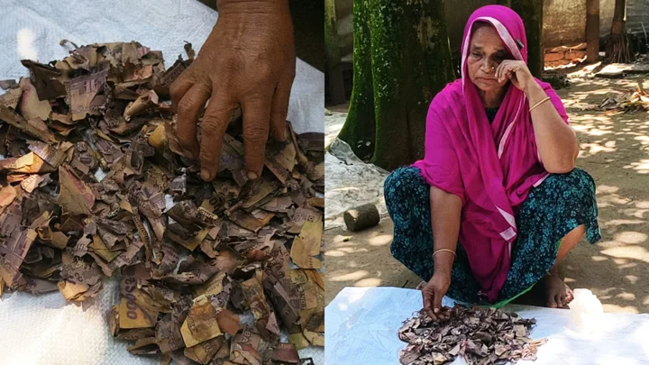 কৌটায় ১০ বছরের সঞ্চয়, খুলে দেখলেন দুই লাখ টাকাই নষ্ট