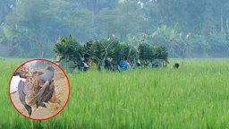 চলনবিলে প্রকাশ্যে চলছে পাখি শিকার ও কেনাবেচা