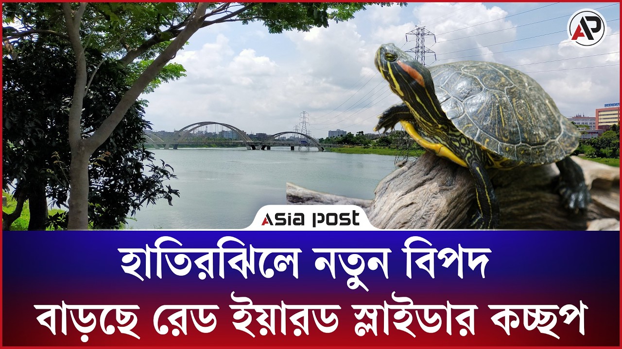 
শখের পোষা প্রাণী যখন প্রকৃতির শত্রু, হাতিরঝিলে বাড়ছে রেড ইয়ারড স্লাইডার কচ্ছপ