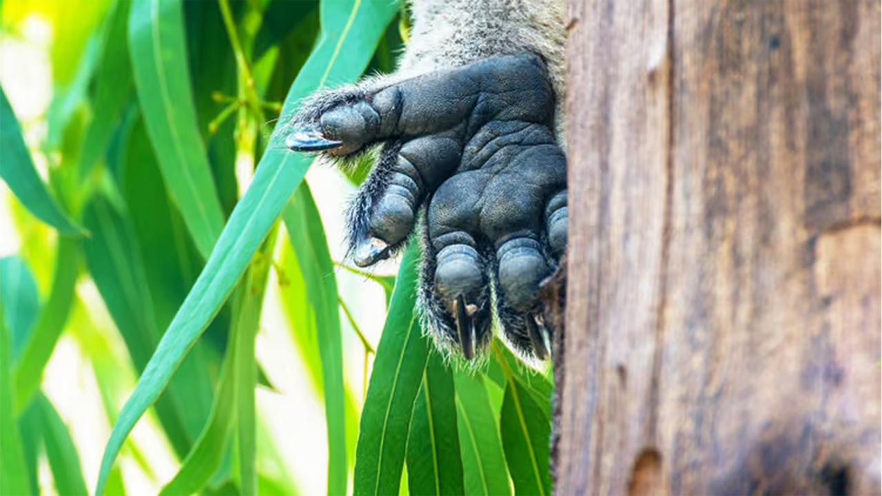 ছবি: আর্থ