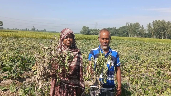 বেগুন ক্ষেতে বিষ প্রয়োগ, আল্লাহর কাছে বিচার দিলেন কৃষক