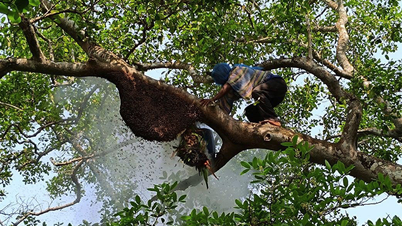 দস্যু আতঙ্কে সুন্দরবনে কমছে মধু সংগ্রহ