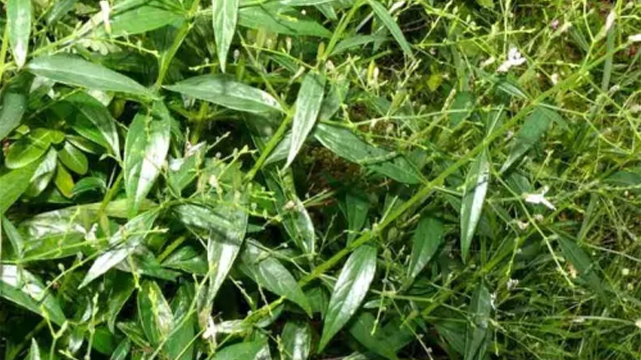 ছবি: এক্সপোর্টার্স ইন্ডিয়া