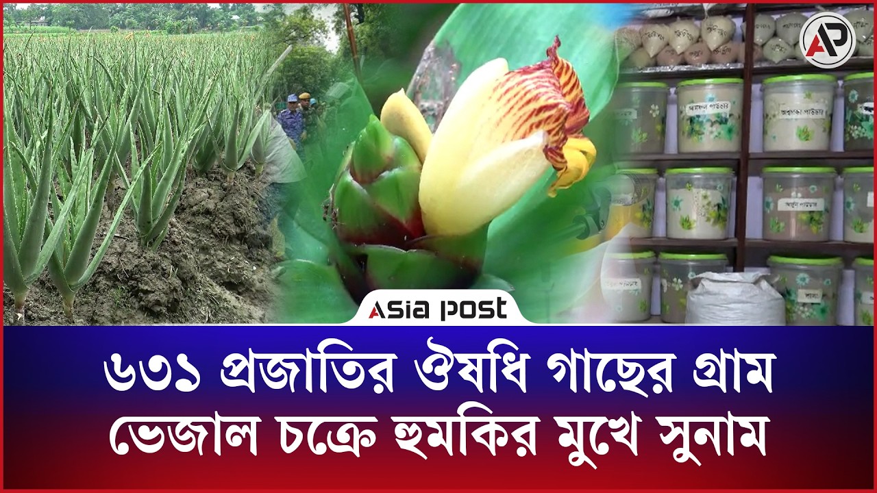 ৬৩১ প্রজাতির ঔষধি গাছের গ্রাম, ভেজাল চক্রের কারসাজিতে হুমকির মুখে সুনাম