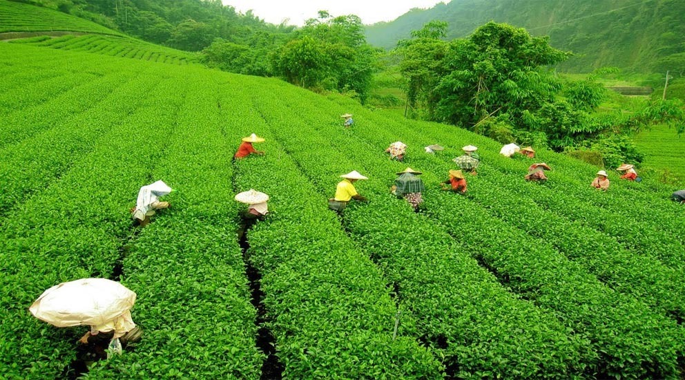 বাংলাদেশ চা বোর্ডে ১৩ পদে নিয়োগ