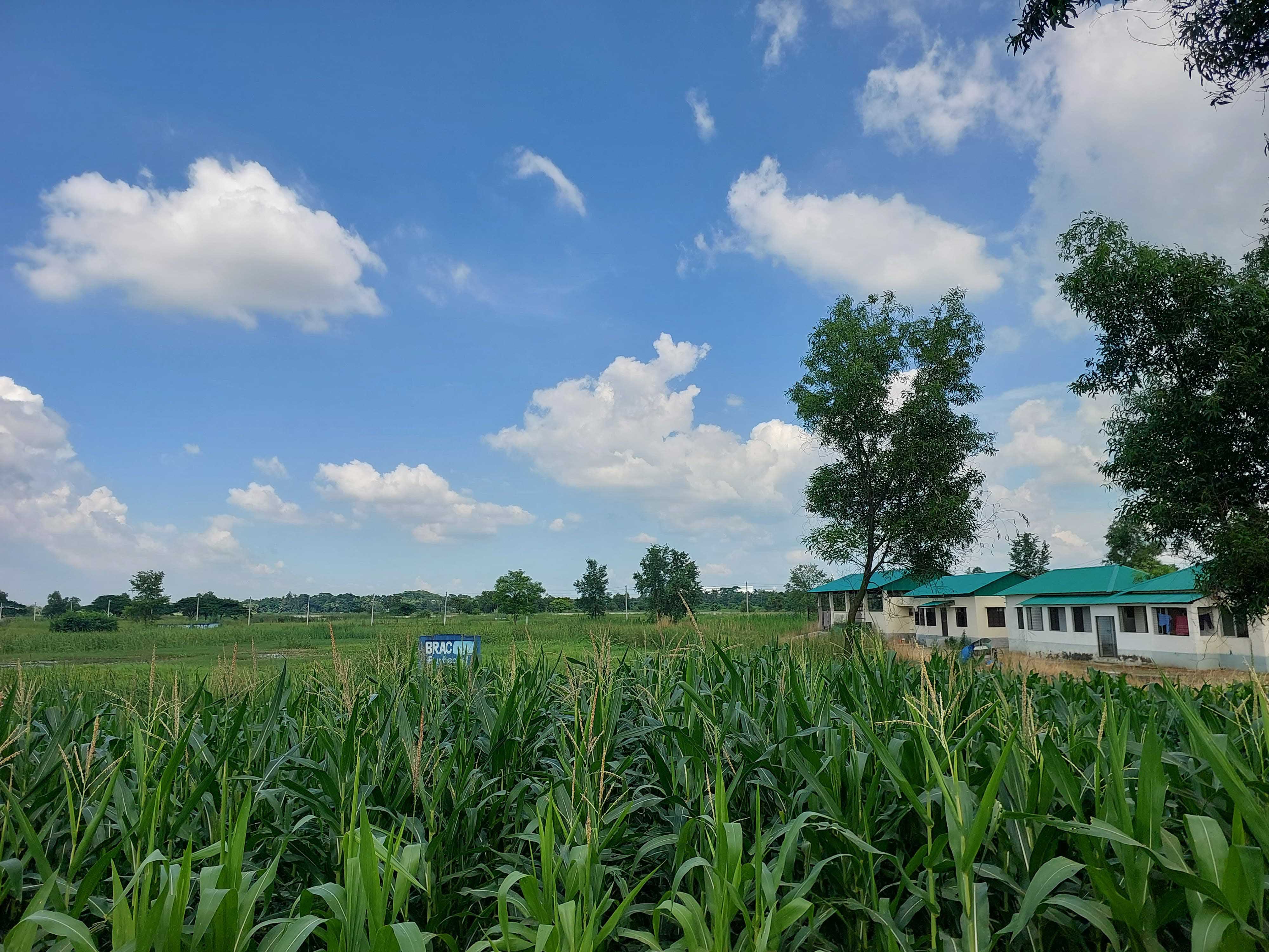 ব্র্যাকের সীমানাপ্রাচীরের ভেতরে নির্মিত অস্থায়ী স্থাপনা ও টিনশেড ঘর, যেখানে নিরাপত্তার দায়িত্ব পালন করেন নিরাপত্তাকর্মীরা। নারায়ণগঞ্জের রূপগঞ্জ উপজেলার মশুরী মৌজায়। ছবি: এশিয়া পোস্ট