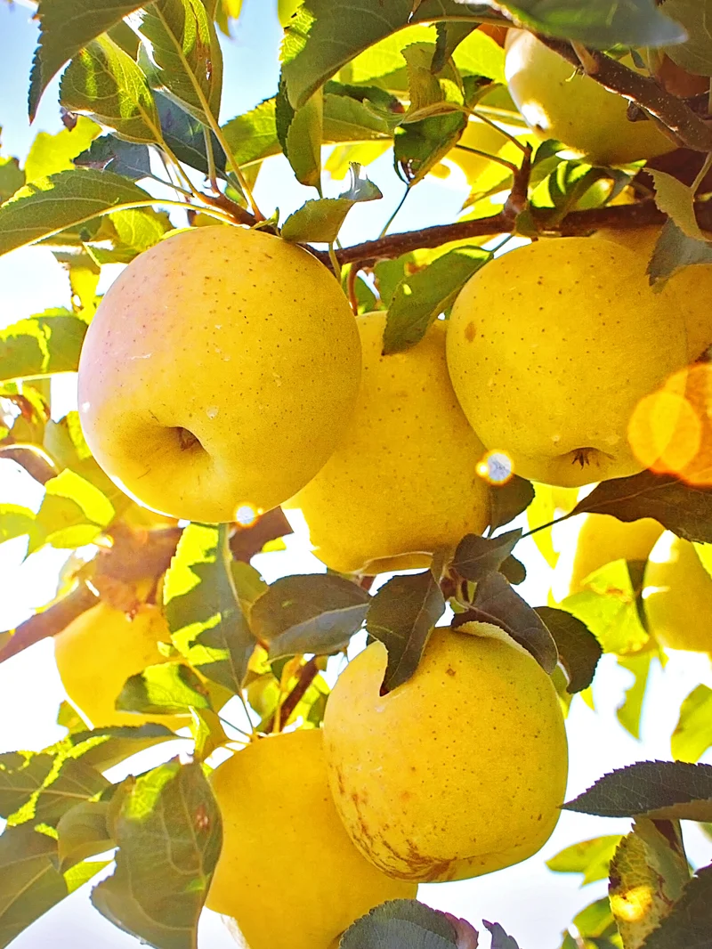 YellowDeliciousApples