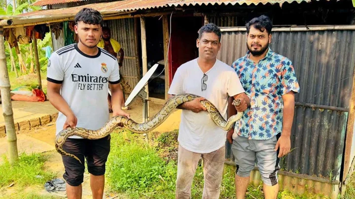 শ্রীমঙ্গলে জালে আটকা পড়ল অজগর
