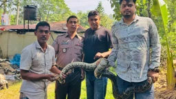 সড়কের পাশে কাজের সময় দেখা মিলল অজগরের