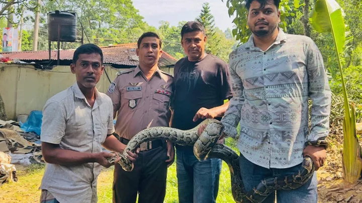 সড়কের পাশে কাজের সময় দেখা মিলল অজগরের