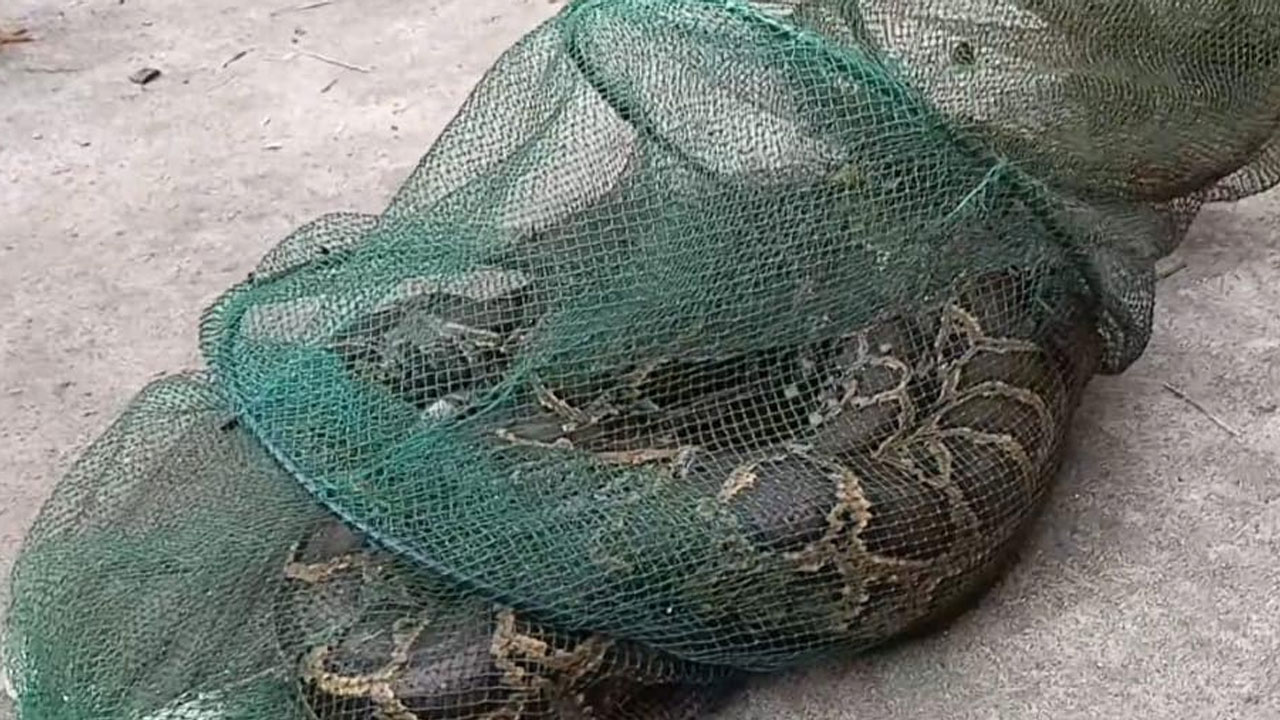 তিস্তায় মাছ ধরতে গিয়ে জালে উঠল ৭ ফুটের অজগর