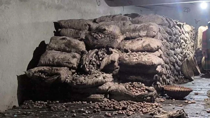 বেশি লাভের আশায় মজুত, পচে গেল ৩ কোটি টাকার আলু