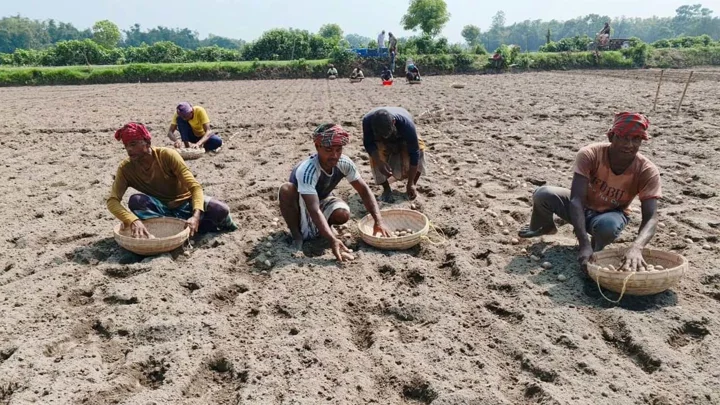 ডিলারদের কারসাজিতে সারের দাম চড়া, আগাম সবজি চাষে বিপাকে কৃষক