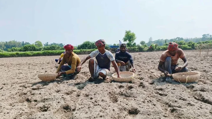 লোকসান কাটিয়ে আগাম আলু চাষে ব্যস্ত নীলফামারীর কৃষকেরা