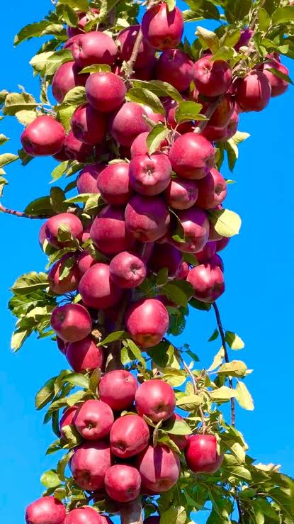 apples