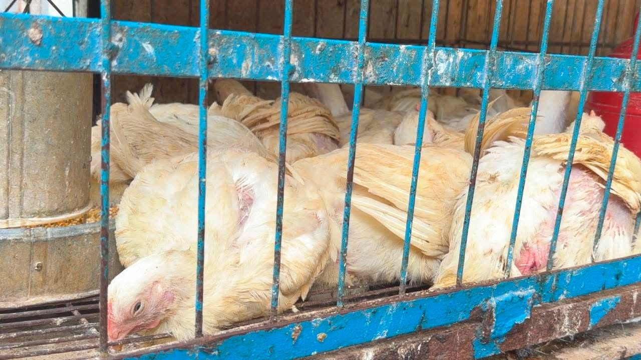 বয়লার মুরগির দামও বেড়েছে। ছবি: এশিয়া পোস্ট