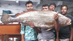 বঙ্গোপসাগরে ধরা পড়ল ২২ কেজির ধাতিনা ভোল, সাড়ে তিন লাখে বিক্রি
