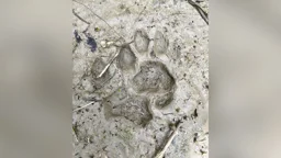 নদী সাঁতরে লোকালয়ে বাঘ, পায়ের ছাপ ঘিরে আতঙ্ক