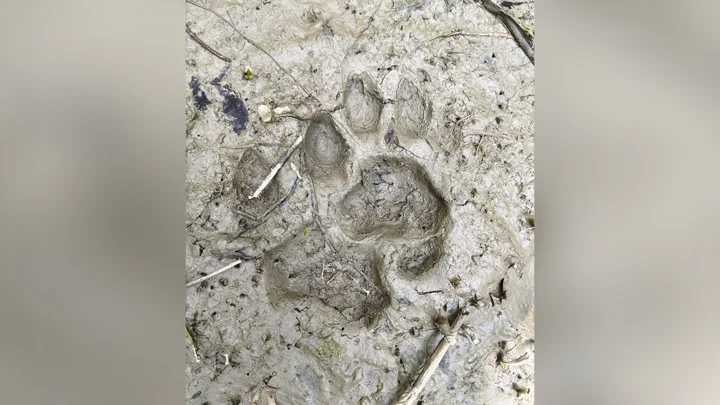 নদী সাঁতরে লোকালয়ে বাঘ, পায়ের ছাপ ঘিরে আতঙ্ক