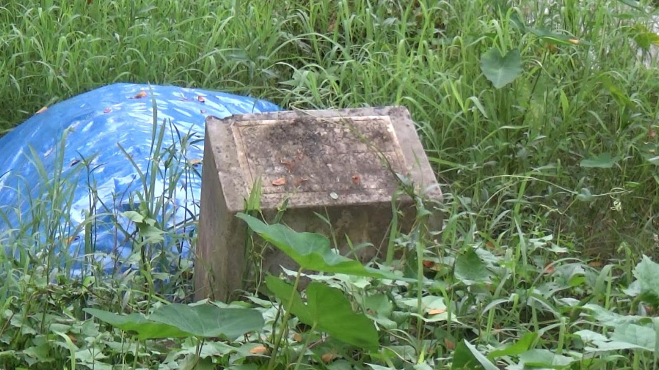 আগাছা জন্মে ঢাকা পড়েছে অধিকাংশ কবর। ছবি: এশিয়া পোস্ট