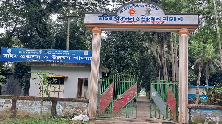 মহিষ প্রজননের একমাত্র খামারে নেই ভেটেরিনারি সার্জন